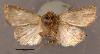 Media type: image;   Entomology 622430 Aspect: habitus ventral view